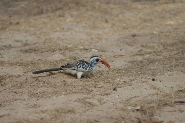 Hornbill norte-vermelho-faturado no Parque Nacional Langue de Barbarie. — Fotografia de Stock