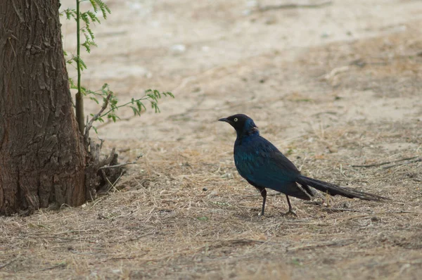 Long-tailed glossy starling in the Langue de Barbarie National Park. — Stockfoto