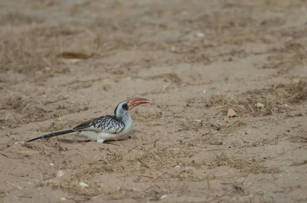 Northern red-billed hornbill Tockus erythrorhynchus kempi on the sand. — Fotografia de Stock