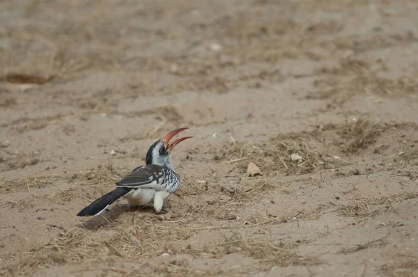 Northern red-billed hornbill Tockus erythrorhynchus kempi on the sand. — Stockfoto