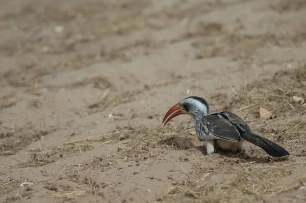沙地上的北红嘴金丝雀（Tockus red throrhynchus kempi）. — 图库照片