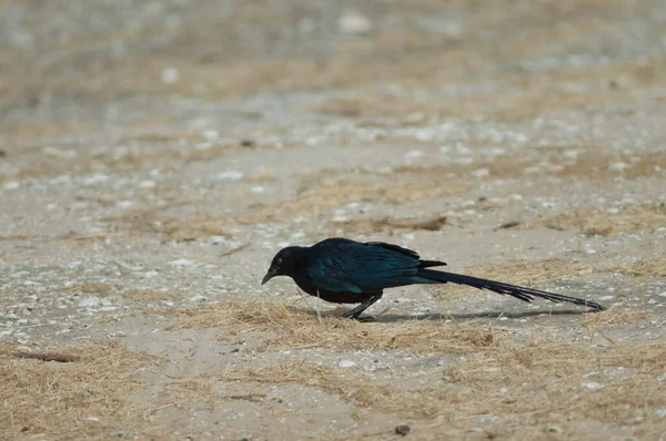 Long-tailed glossy starling Lamprotornis caudatus searching for food. — Stock fotografie