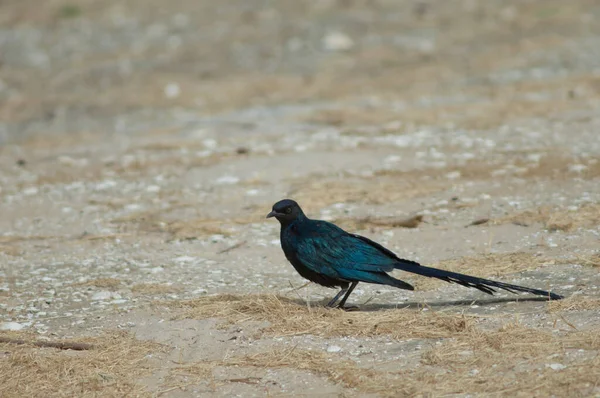 Long-tailed glossy starling Lamprotornis caudatus on the ground. — стоковое фото