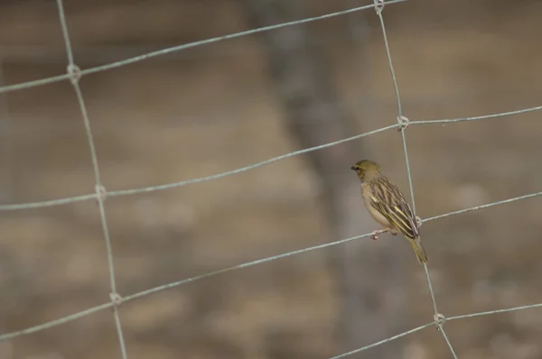 Female black-headed weaver on a metal grille. — Zdjęcie stockowe