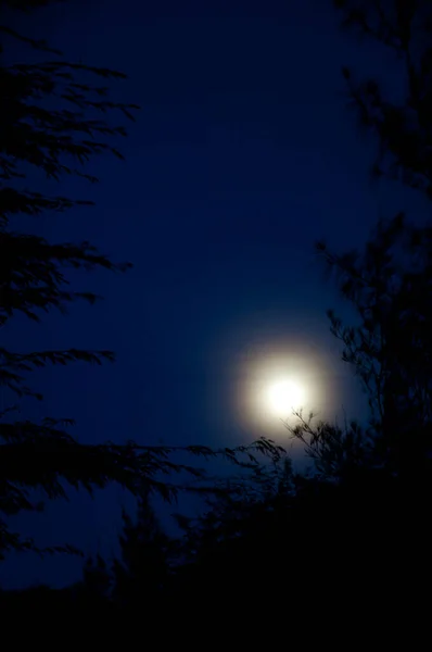 밤에는 보름달 이 나무 위에 떠 있다. — 스톡 사진