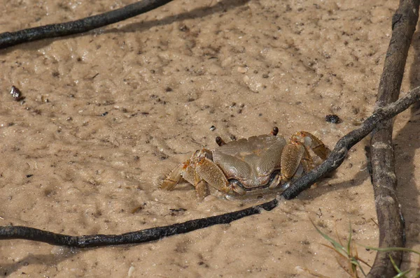 Crab on the sand of the Senegal River. — Stock fotografie