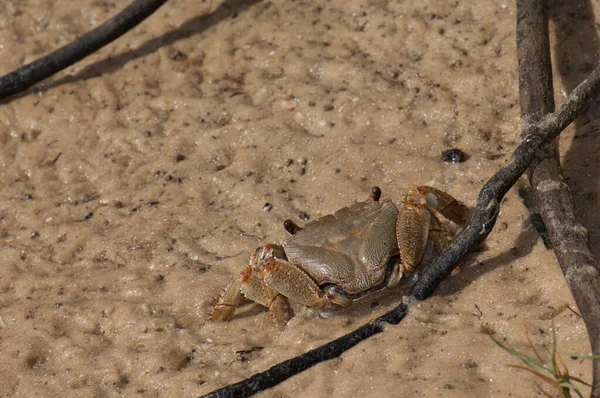 Crab on the sand of the Senegal River. — Stock fotografie