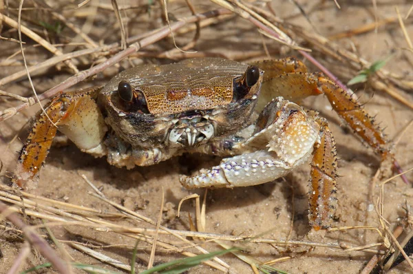 Krab bez drápu na písku. — Stock fotografie