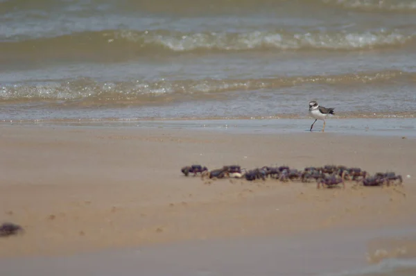 Common ringed plover Charadrius hiaticula and fiddler crabs Afruca tangeri. — Foto de Stock