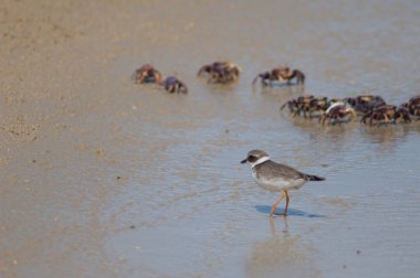 Yaygın halkalı yağmurkuşu Charadrius hiaticula ve keman yengeci Afruca tangeri.