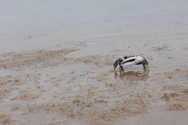 Erkek kemancı yengeç kumun üzerinde Afruca tangeri.