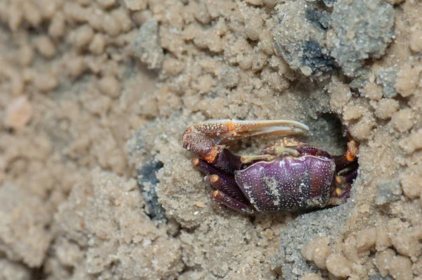 Male fiddler crab at the entrance to the burrow. — Photo