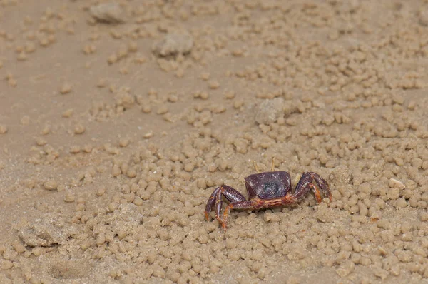 沙地上的雌性小蟹Afruca tangeri. — 图库照片