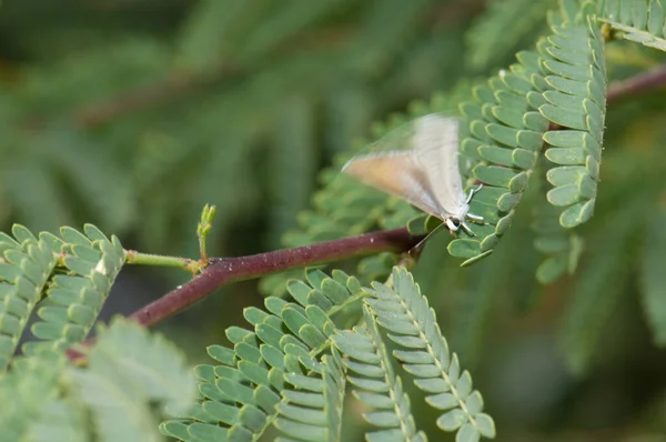 Papillon prenant son envol sur une branche de gomme acacia. — Photo