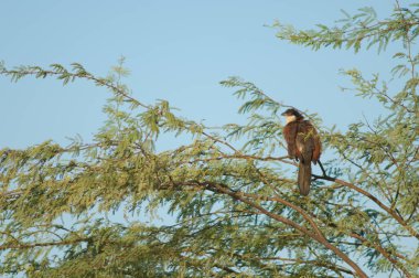 Senegal coucal Centropus senegalensis, Senegalia Senegal 'in bir sakız dalında. Barbarie Ulusal Parkı 'ndaki Langue de Barbarie. Saint-Louis 'de. Senegal.