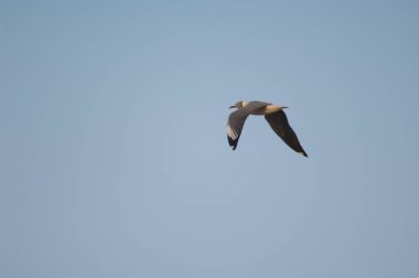 Uçuşta gri başlı martı kroicocephalus sirocephalus poliocephalus. Barbarie Ulusal Parkı 'ndaki Langue de Barbarie. Saint-Louis 'de. Senegal.