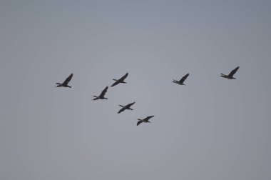Uçan büyük karabataklar Phalacrocorax karbonhidrat oluşumu. Barbarie Ulusal Parkı 'ndaki Langue de Barbarie. Saint-Louis 'de. Senegal.