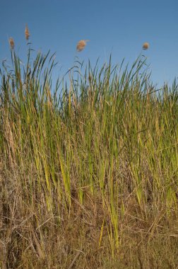 Broadleaf, Typha latifolia ve Phragmites australis kamışını kapsar. Oiseaux du Djoudj Ulusal Parkı. Saint-Louis 'de. Senegal.