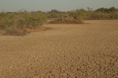 Oiseaux du Djoudj Ulusal Parkı 'nda kuru göl ve çalılık. Saint-Louis 'de. Senegal.
