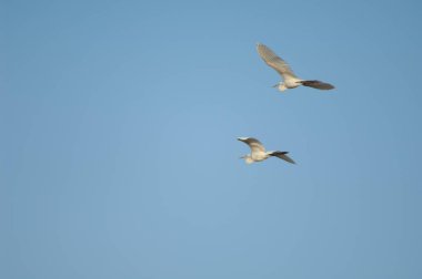 Büyük balıkçıllar Ardea alba melanorhynchos uçuyor. Oiseaux du Djoudj Ulusal Parkı. Saint-Louis 'de. Senegal.