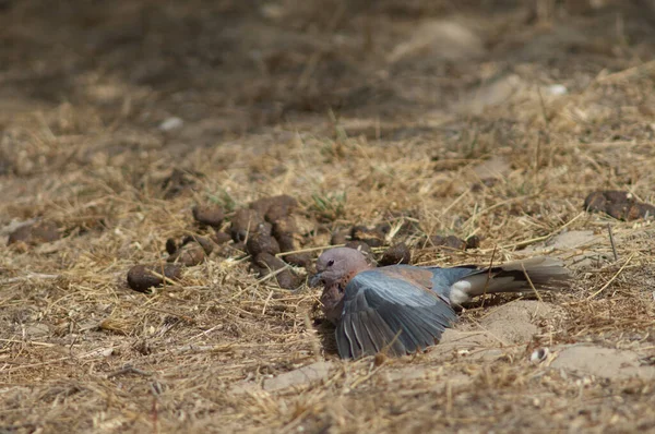 Смеющийся Голубь Spilopelia Senegalensis Загорает Национальный Парк Ланг Барбари Сент — стоковое фото