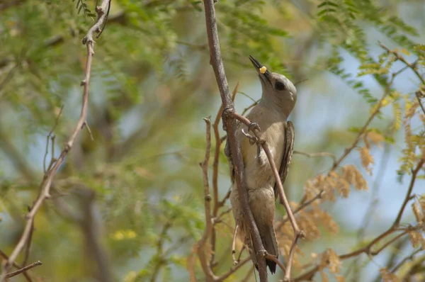 African Grey Woodpecker Dendropicos Goertae Female Worm Gum Acacia Senegalia — Stock Photo, Image