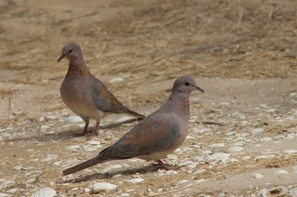 비둘기들 Spilopelia Senegalensis 공원에 세인트 루이스요 세네갈 — 스톡 사진