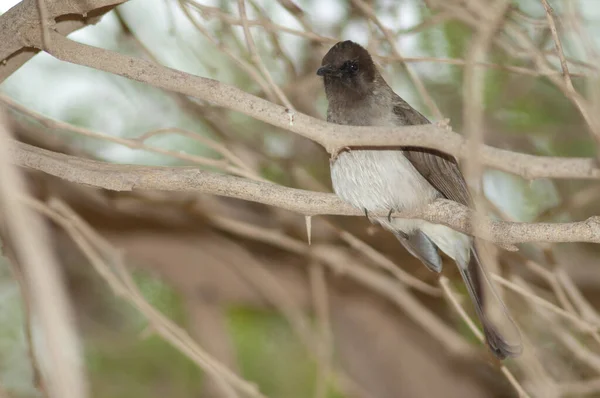 Közönséges Bulbul Pycnonotus Barbatus Egy Ágon Langue Barbarie Nemzeti Park — Stock Fotó