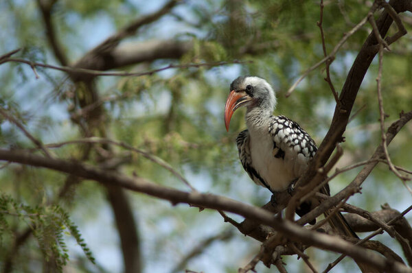 Northern red-billed hornbill Tockus erythrorhynchus kempi. Langue de Barbarie National Park. Saint-Louis. Senegal.