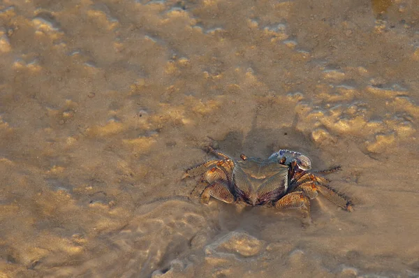 在塞内加尔河的沙滩上的螃蟹 巴伯里国家公园兰格圣路易斯 塞内加尔 — 图库照片