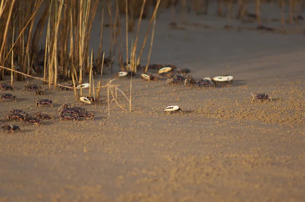 Kemancı Yengeçleri Senegal Nehri Nde Uca Tangergeri Barbarie Ulusal Parkı — Stok fotoğraf