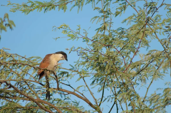 Senegal Coucal Centropus Senegalensis Krabben Een Tak Van Kauwgom Acacia — Stockfoto