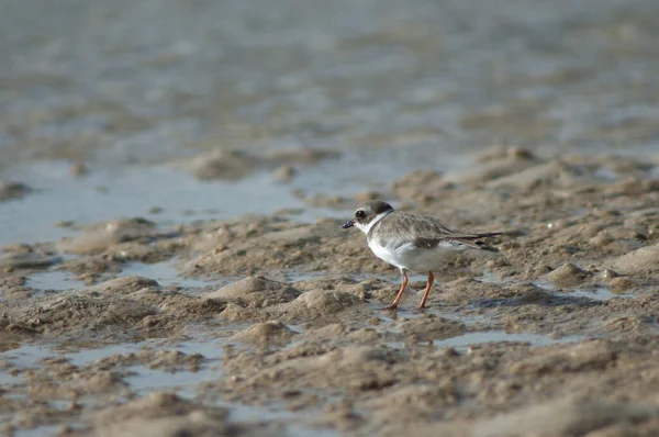 Common Ringed Plover Charadrius Hiaticula Senegal River Langue Barbarie National — стокове фото