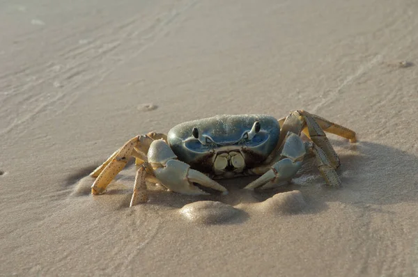 在塞内加尔河的沙滩上的螃蟹 巴伯里国家公园兰格圣路易斯 塞内加尔 — 图库照片
