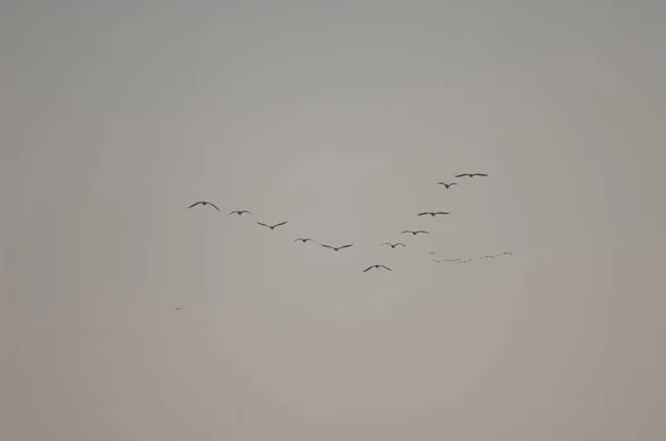Formation Great Cormorants Phalacrocorax Carbo Flight Langue Barbarie National Park — 스톡 사진