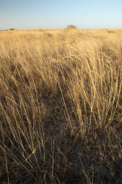 Langue Barbarie Ulusal Parkı Ndaki Meadow Saint Louis Senegal — Stok fotoğraf