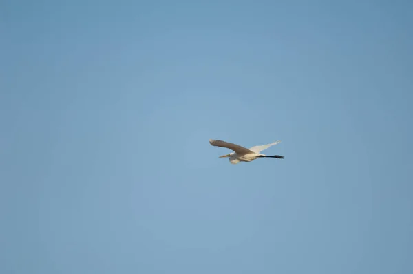 Grande Egret Ardea Alba Melanorhynchos Voo Parque Nacional Oiseaux Djoudj — Fotografia de Stock