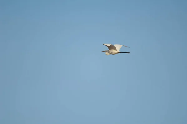 Great Egret Ardea Alba Melanorhynchos Flykt Oiseaux Djoudj National Park — Stockfoto