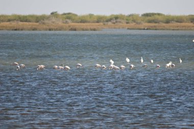 Daha büyük flamingolar Phoenicopterus gülü bir gölde. Oiseaux du Djoudj Ulusal Parkı. Saint-Louis 'de. Senegal.