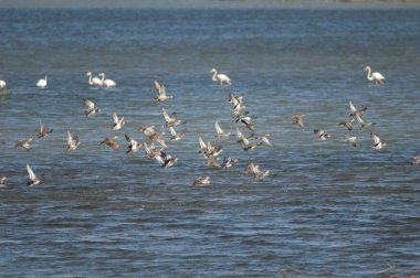 Spatula querquedula ve kuzey kürekçileri Spatula clypeata sürüsü uçuyor. Oiseaux du Djoudj Ulusal Parkı. Saint-Louis 'de. Senegal.