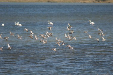 Spatula querquedula ve kuzey kürekçileri Spatula clypeata sürüsü uçuyor. Oiseaux du Djoudj Ulusal Parkı. Saint-Louis 'de. Senegal.