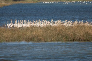 Daha büyük flamingolar Phoenicopterus gülü bir gölde. Oiseaux du Djoudj Ulusal Parkı. Saint-Louis 'de. Senegal.