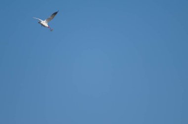 Caspian deniz feneri Hydroprogne Caspia bir yayın balığıyla oynuyor. Oiseaux du Djoudj Ulusal Parkı. Saint-Louis 'de. Senegal.