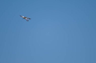 Caspian deniz feneri Hydroprogne Caspia bir yayın balığıyla oynuyor. Oiseaux du Djoudj Ulusal Parkı. Saint-Louis 'de. Senegal.