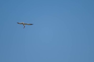 Caspian deniz feneri Hydroprogne Caspia ve yayın balığı. Oiseaux du Djoudj Ulusal Parkı. Saint-Louis 'de. Senegal.