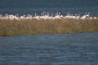 Daha büyük flamingolar Phoenicopterus gülü bir gölde. Oiseaux du Djoudj Ulusal Parkı. Saint-Louis 'de. Senegal.