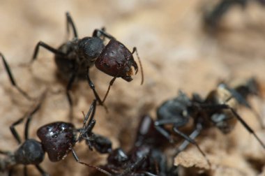 Altın sırtlı karınca Camponotus sericeus. Oiseaux du Djoudj Ulusal Parkı. Saint-Louis 'de. Senegal.