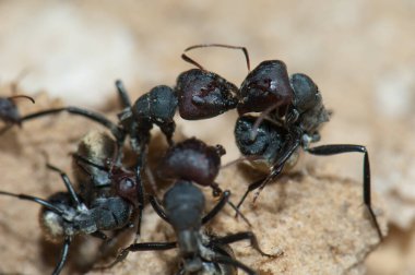 Altın sırtlı karınca Camponotus sericeus. Oiseaux du Djoudj Ulusal Parkı. Saint-Louis 'de. Senegal.
