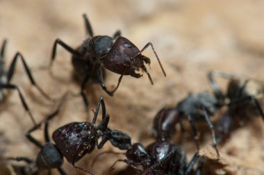 Altın sırtlı karınca Camponotus sericeus. Oiseaux du Djoudj Ulusal Parkı. Saint-Louis 'de. Senegal.