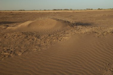 Oiseaux du Djoudj Ulusal Parkı 'ndaki çöl manzarası. Saint-Louis 'de. Senegal.